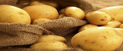 تصویر 1 از خرید سیب زمینی بامبا صادراتی + قیمت فروش استثنایی