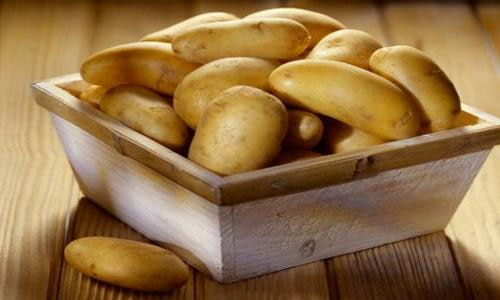 تصویر 5 از خرید و قیمت سیب زمینی آگریا اردبیل + فروش عمده