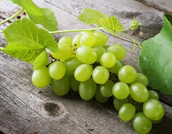 تصویر 3 از قیمت خرید انگور بیدانه سفید + فروش ویژه