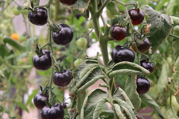 خرید و قیمت گوجه فرنگی سیاه رنگ + فروش عمده