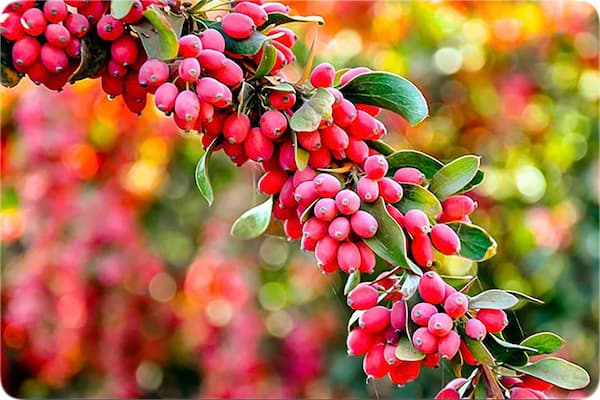تصویر 5 از راهنمای خرید زرشک پفکی درجه یک + قیمت عالی