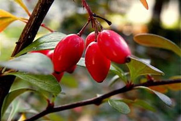 خرید و قیمت زرشک بیدانه قائنات + فروش عمده