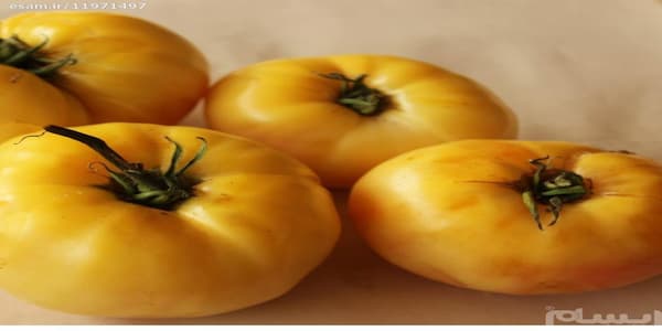 تصویر 5 از خرید گوجه فرنگی سفید+ بهترین قیمت