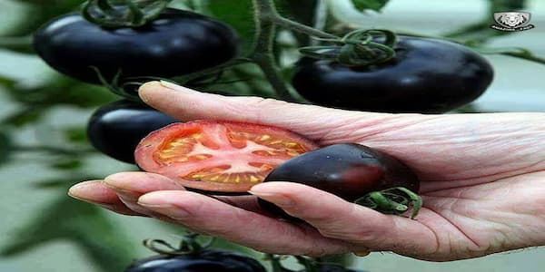 تصویر 4 از قیمت و خرید گوجه سیاه گیلاسی + فروش ارزان