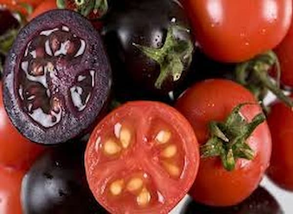 تصویر 5 از قیمت و خرید گوجه سیاه گیلاسی + فروش ارزان