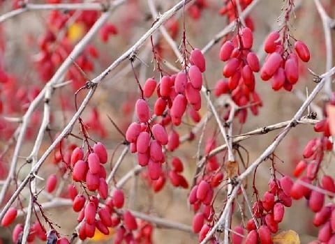 تصویر 5 از قیمت زرشک کوهی لرستان با کیفیت ارزان + خرید عمده
