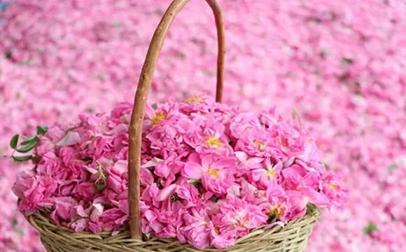 تصویر 5 از خرید و قیمت گل محمدی لاله زار کرمان + فروش عمده
