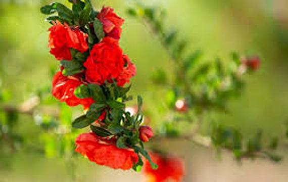 تصویر 2 از خرید و قیمت گیاه گلنار ایرانی + فروش  عمده