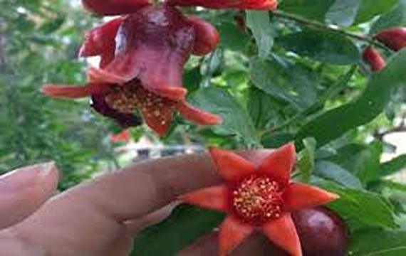تصویر 5 از خرید و قیمت گیاه گلنار ایرانی + فروش  عمده