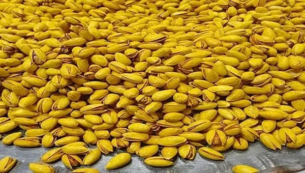 تصویر 1 از قیمت پسته اکبری دستچین زعفرانی با کیفیت ارزان + خرید عمده