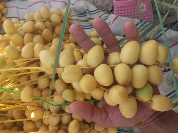تصویر 2 از خرید و قیمت انواع خرما برحی آبادان