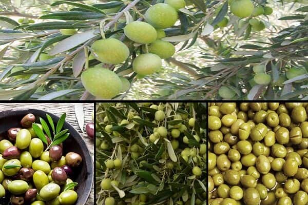 تصویر 3 از قیمت خرید زیتون ویژه طارم امساله عمده به صرفه و ارزان