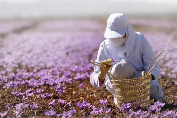 تصویر 1 از خرید زعفران ارگانیک تربت حیدریه + بهترین قیمت