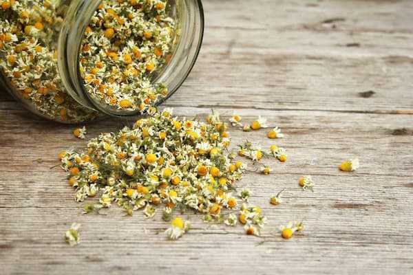 تصویر 3 از خرید گیاه بابونه خشک + قیمت عالی باکیفیت