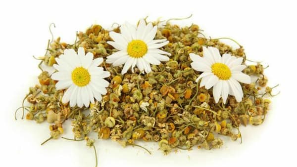 تصویر 5 از خرید گیاه بابونه خشک + قیمت عالی باکیفیت