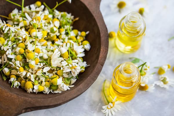 خرید گیاه بابونه خشک + قیمت عالی باکیفیت