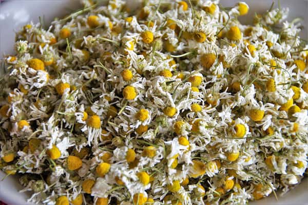 تصویر 2 از خرید گیاه بابونه خشک + قیمت عالی باکیفیت