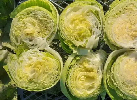 تصویر 5 از خرید کاهو آیسبرگ صادراتی + قیمت فروش استثنایی