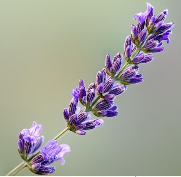 تصویر 1 از خرید و قیمت گیاه اسطوخودوس وحشی + فروش عمده