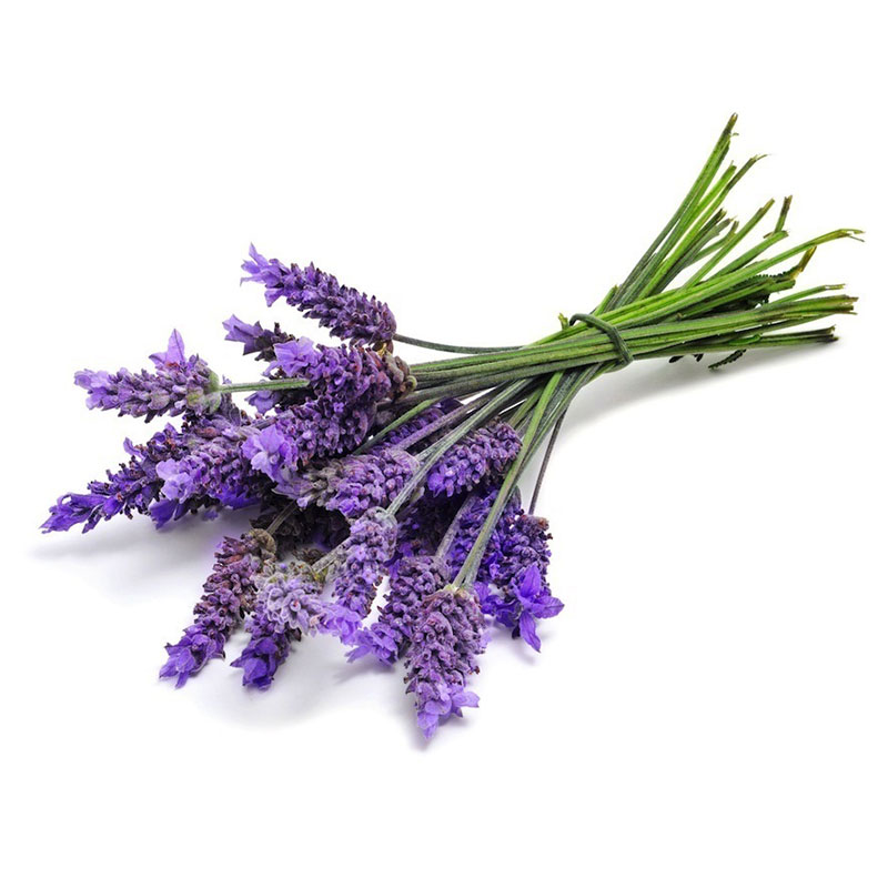 تصویر 4 از خرید و قیمت گیاه اسطوخودوس وحشی + فروش عمده