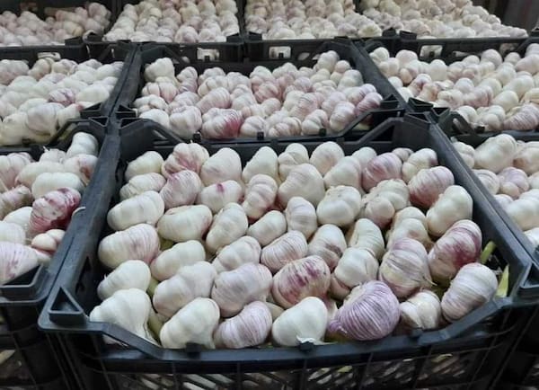 تصویر 5 از خرید سیر صادراتی درجه یک + قیمت فروش استثنایی