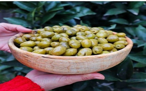 تصویر 4 از فروش زیتون سبز طارم + قیمت خرید به صرفه
