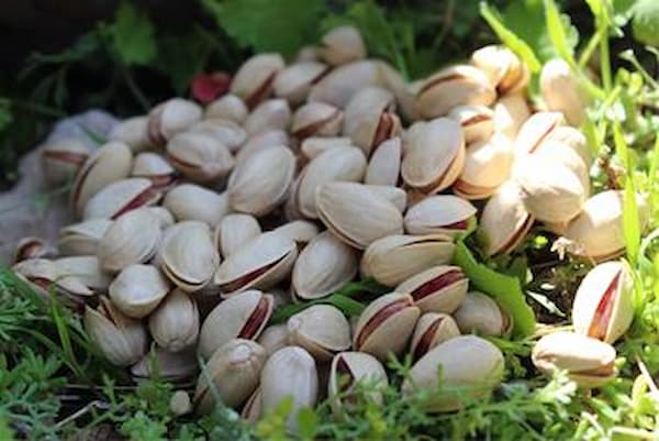 تصویر 1 از خرید جدیدترین انواع پسته خندان اکبری