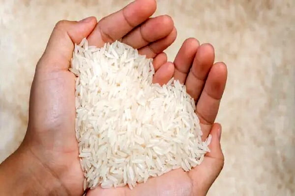 تصویر 3 از فروش برنج کشت دوم + قیمت خرید به صرفه