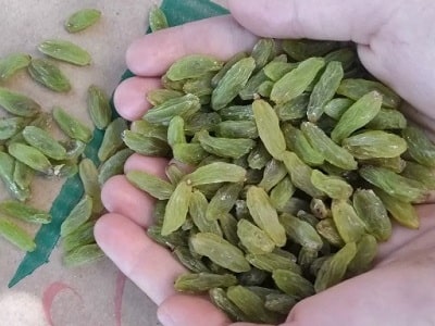 تصویر 5 از فروش کشمش سبز قلمی + قیمت خرید به صرفه