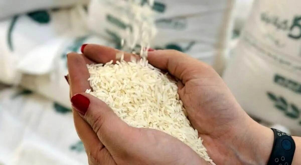 تصویر 1 از معرفی برنج خوشپخت شیرودی + بهترین قیمت خرید