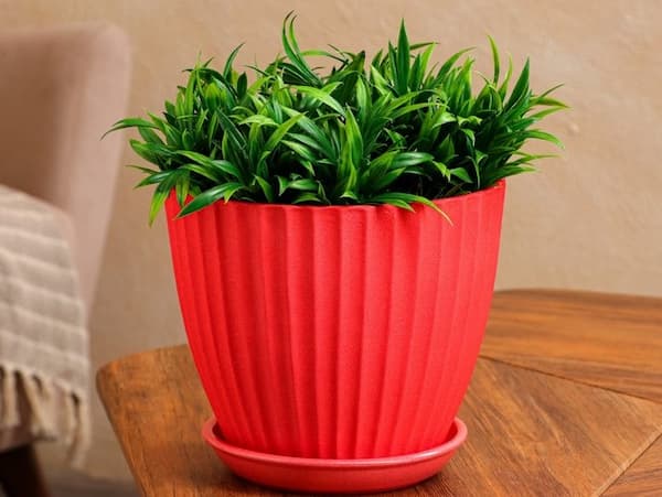 تصویر 2 از خرید گلدان پلاستیکی فانتزی + قیمت فروش استثنایی