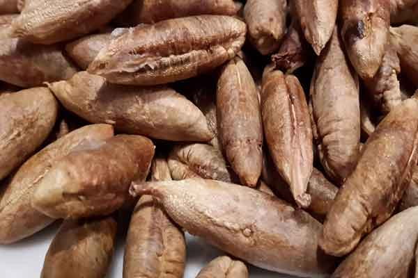 تصویر 3 از قیمت خرید هسته خرما اسیاب نشده عمده به صرفه و ارزان