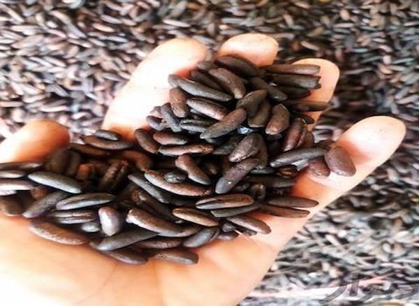 تصویر 1 از قیمت خرید هسته خرما اسیاب نشده عمده به صرفه و ارزان