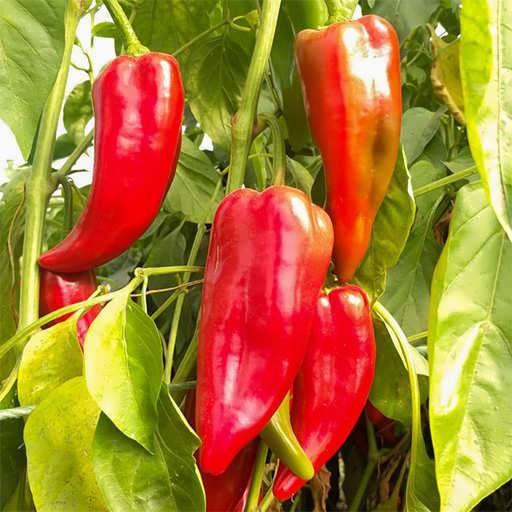 تصویر 4 از قیمت فلفل دلمه ای ایتالیایی + خرید باور نکردنی