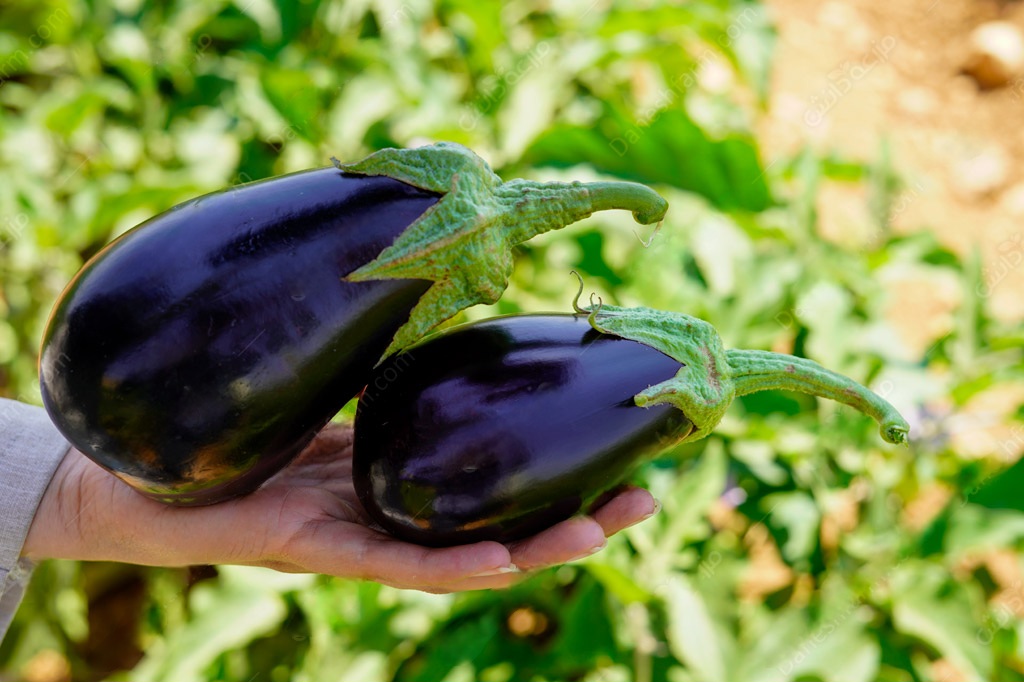 تصویر 2 از قیمت بادمجان دلمه ای شیرین + خرید باور نکردنی