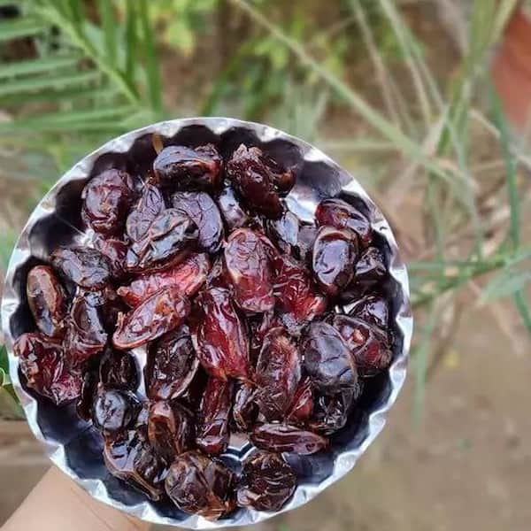 تصویر 1 از قیمت خرید خرمای کبکاب + فروش ویژه