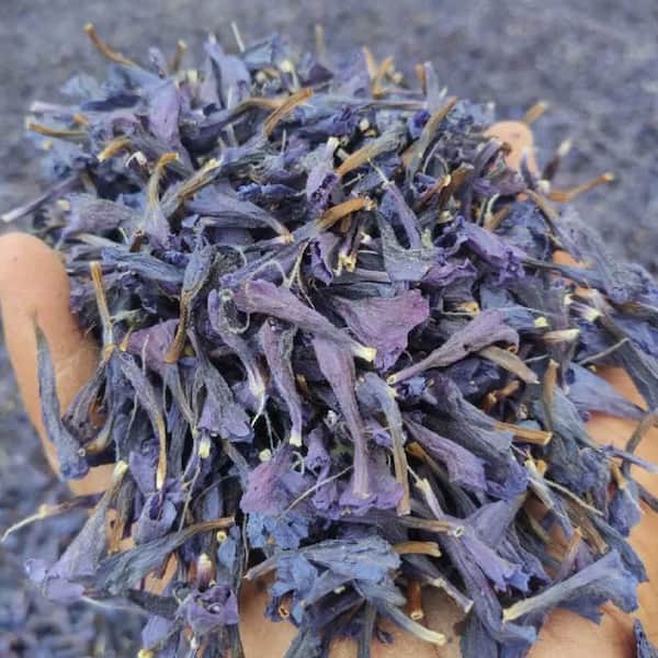 تصویر 1 از خرید گیاه گل گاو زبان خشک شده + قیمت عالی باکیفیت