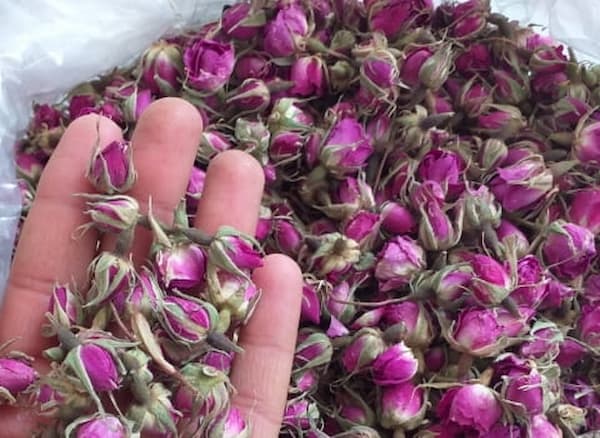 تصویر 4 از قیمت و خرید غنچه گل محمدی عمده + فروش ارزان