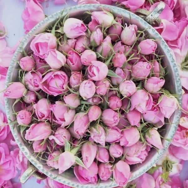 تصویر 5 از قیمت و خرید غنچه گل محمدی صادراتی + فروش ارزان