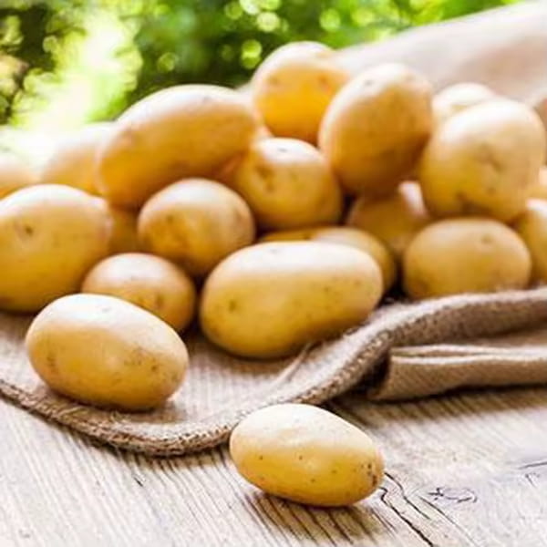 تصویر 4 از خرید سیب زمینی زرد اردبیل + قیمت فروش استثنایی