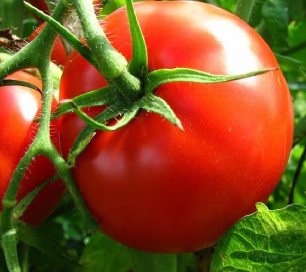 تصویر 3 از گوجه‌ فرنگی قرمز سفت مناسب حمل طولانی