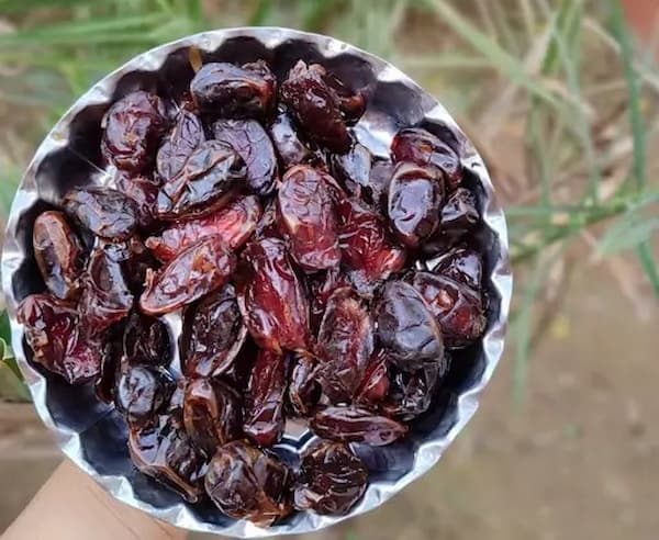 تصویر 1 از فروش خرما کبکاب تازه + قیمت خرید به صرفه