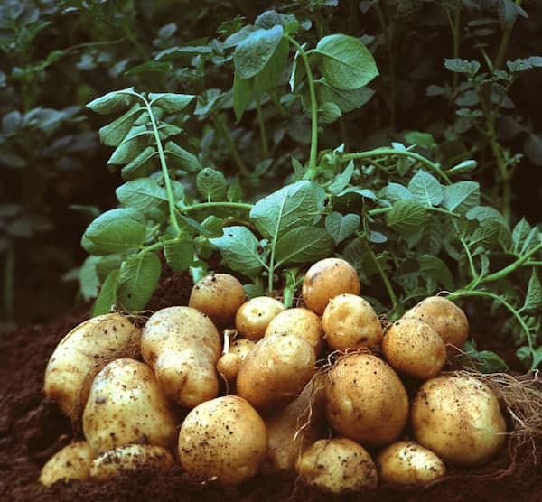 تصویر 5 از قیمت خرید سیب زمینی قروه سنندج + فروش ویژه