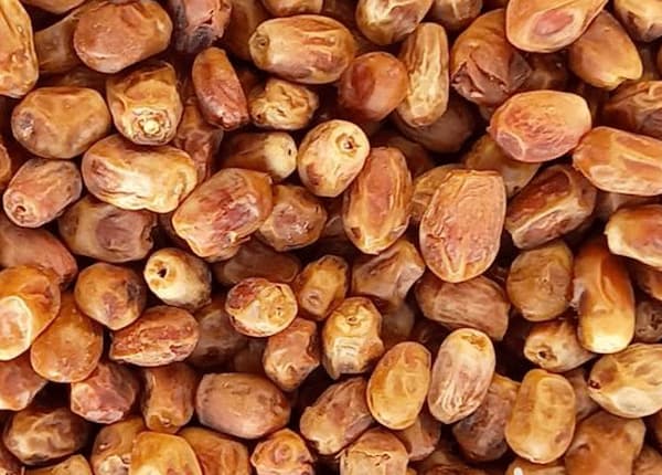 تصویر 2 از قیمت خرید خرما زاهدی صادراتی با فروش عمده