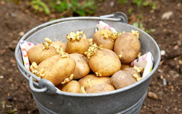 راهنمای خرید سیب زمینی جلی + قیمت عالی