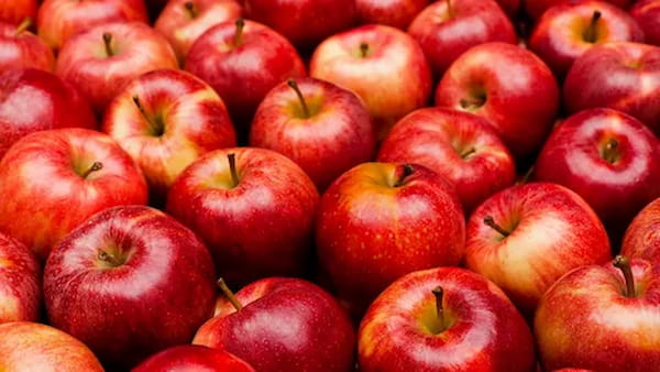 تصویر 1 از خرید و قیمت سیب قرمز بزرگ + فروش صادراتی