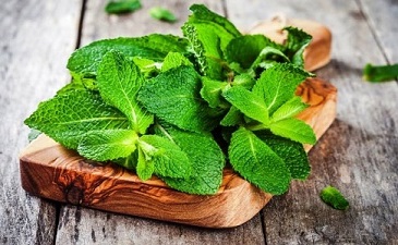 خرید نعناع فلفلی سبزی + قیمت فروش استثنایی