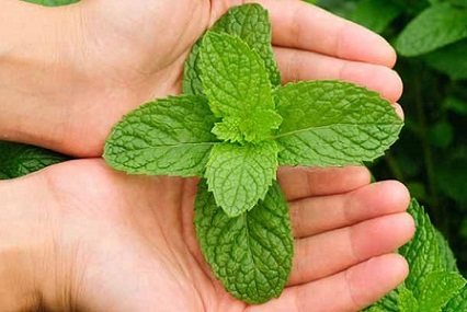 فروش سبزی نعناع