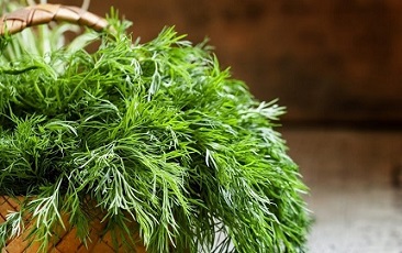 تصویر 2 از قیمت خرید سبزی شوید تازه + فروش ویژه