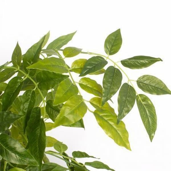 تصویر 5 از قیمت برگ حنا عمده + خرید باور نکردنی